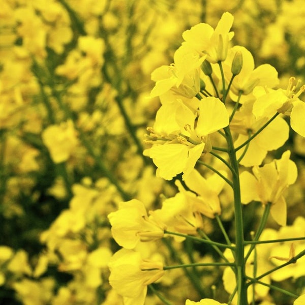 750 Graines de Colza - plante légume engrais vert - jardin - Semences Paysannes reproductibles - non traitées