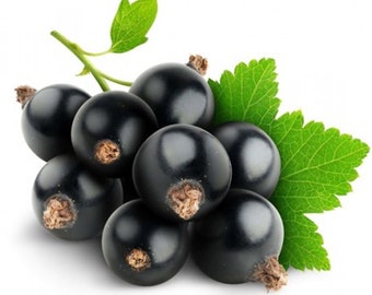 150 Boskoop Giant Blackcurrant Seeds (Ribes negrum) - untreated reproducible