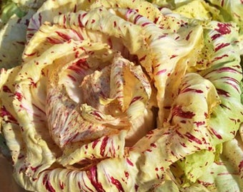 250 Graines de Chicorée Sauvage Di Castelfranco - légumes salade - Semences Paysannes reproductibles - non traitées