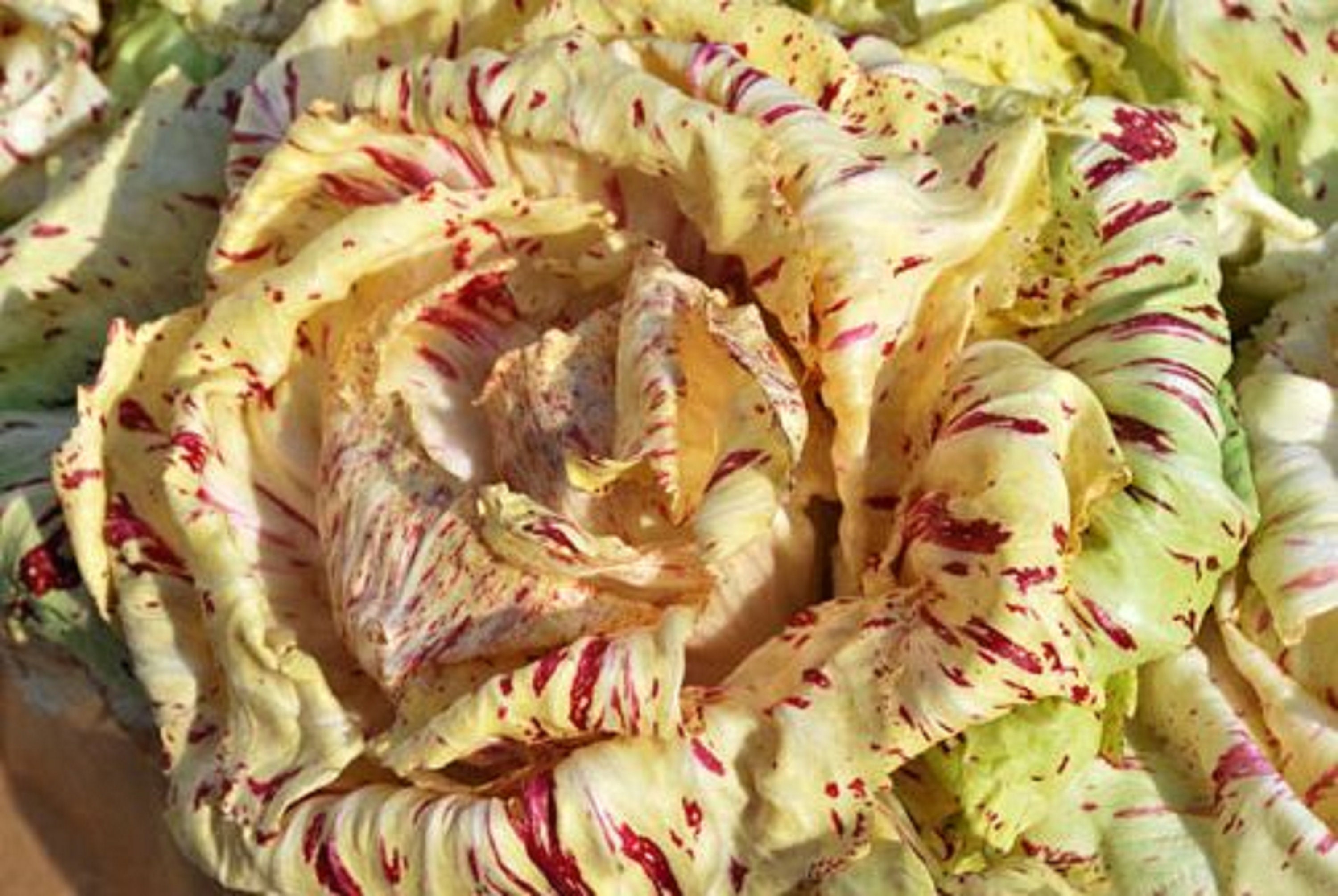 250 Graines de Chicorée Sauvage Di Castelfranco - Légumes Salade Semences Paysannes Organic Seeds