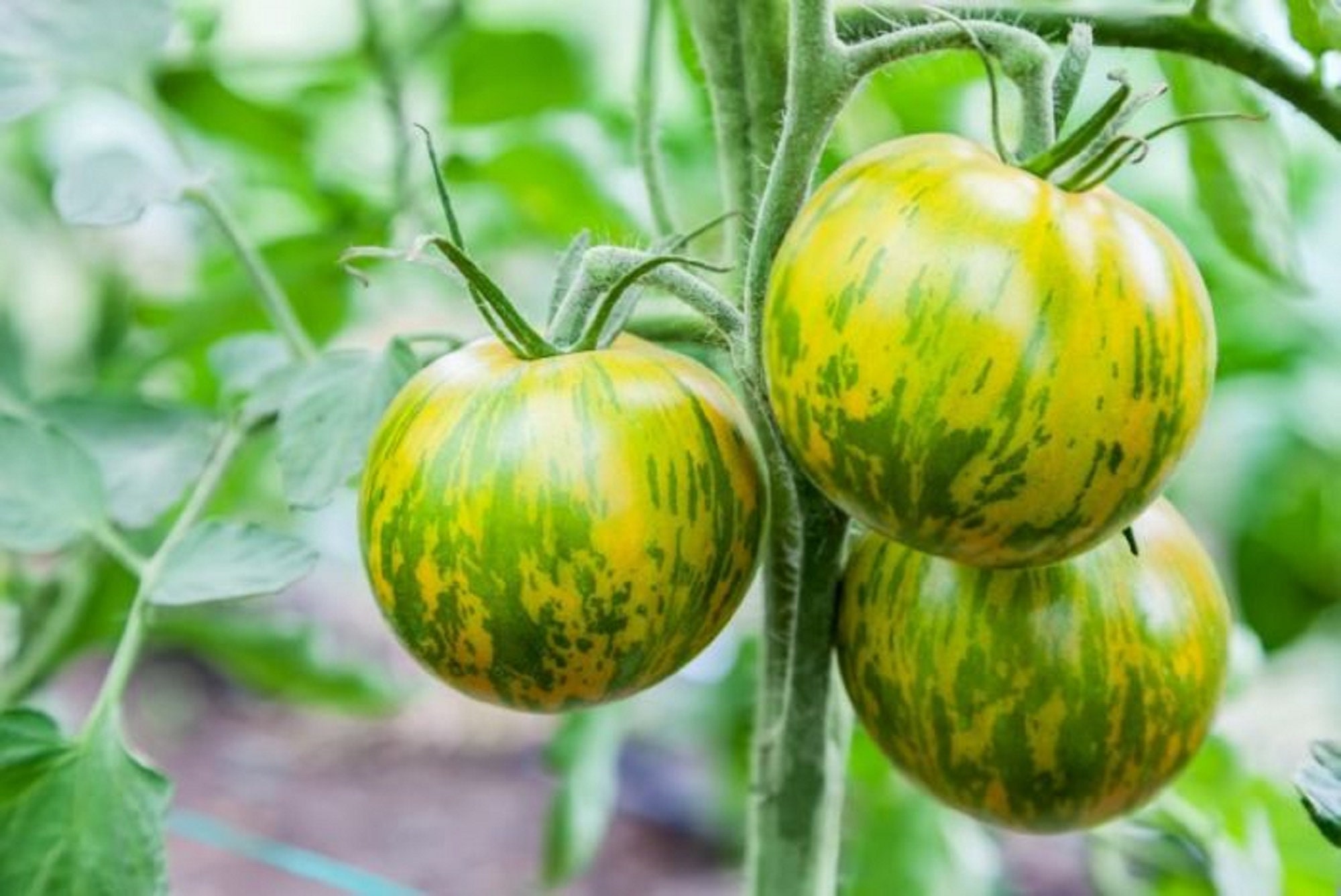 25 Graines de Tomate Zebra - Véritable Légume Ancien Semences Paysannes Organic Seeds