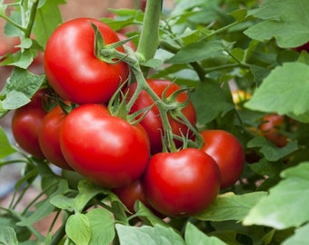 25 Graines de Tomate Merveille des Marchés - légume ancien - - Semences Paysannes reproductibles - non traitées