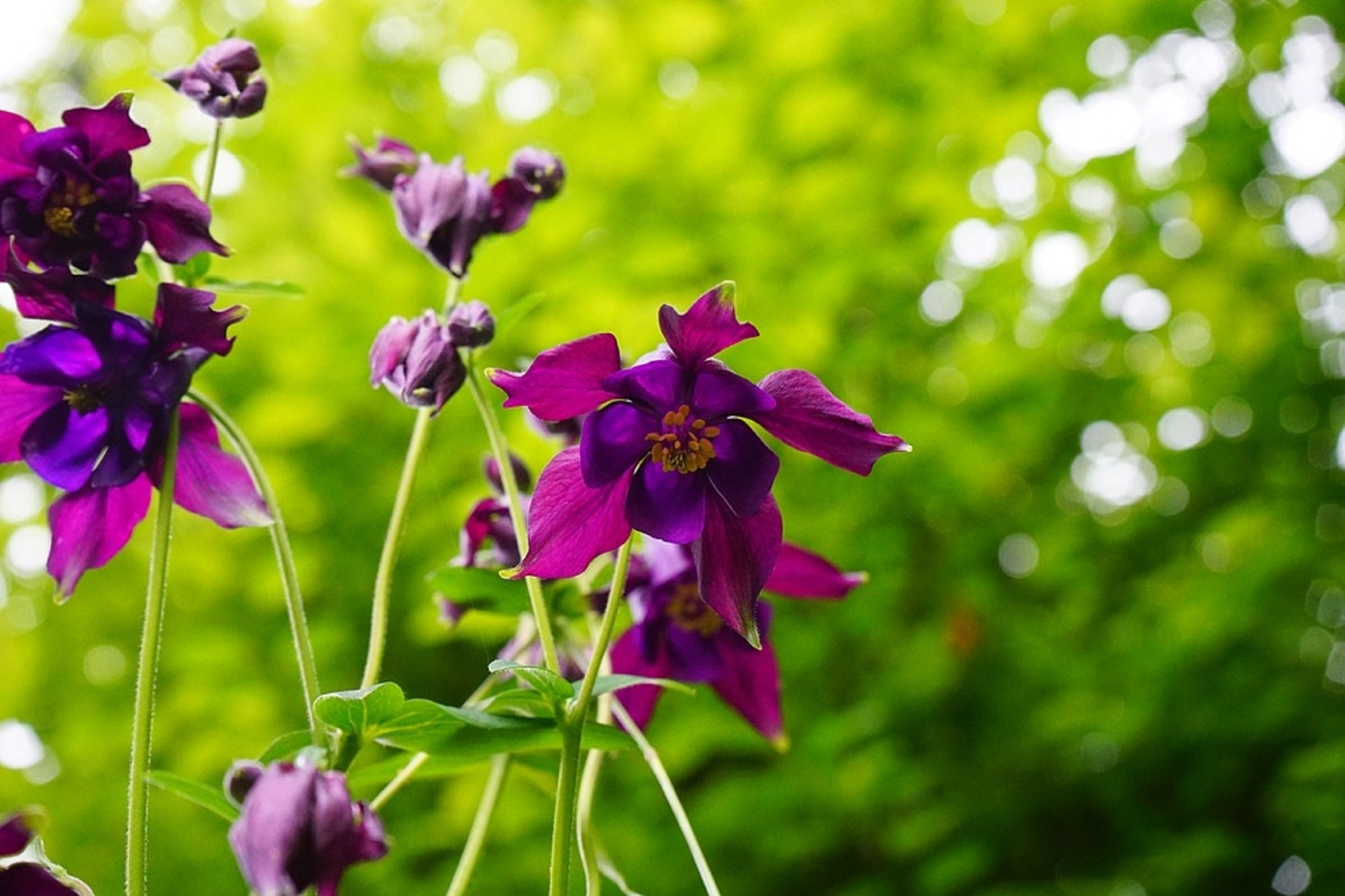 150 Graines d'ancolie Des Jardins - Fleurs Plantes Vivace Semences Paysannes Organic Seeds