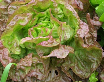 300 Graines de Laitue Merveille des 4 Saisons - légumes ancien - Semences Paysannes reproductibles - non traitées