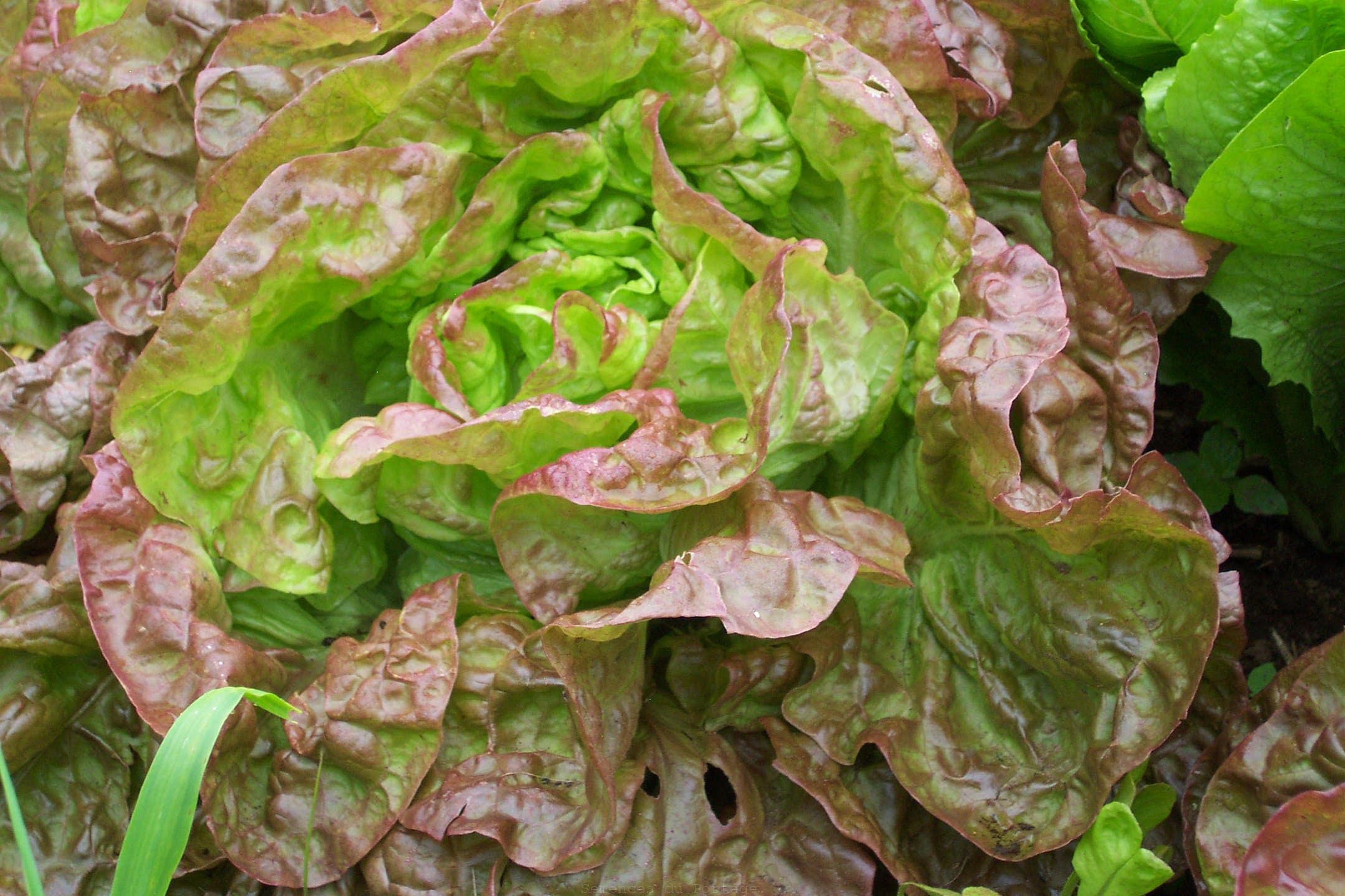 300 Graines de Laitue Merveille Des 4 Saisons - Légumes Ancien Semences Paysannes Organic Seeds