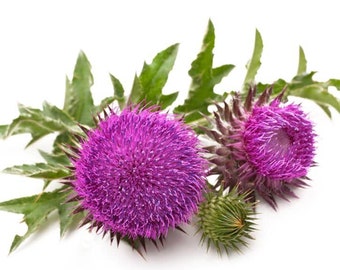 150 graines de Chardon des champs (Cirsium arvense) - reproductible non traitée