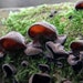 see more listings in the Culture Champignons section