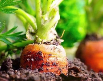 500 Graines de Carotte Nantaise - légumes jardin potager - Semences Paysannes reproductibles - non traitées