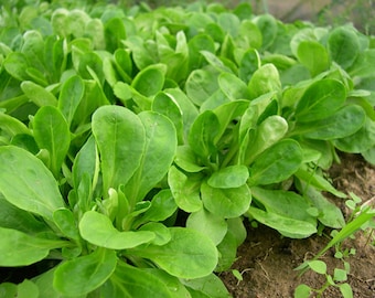 500 Graines de Mâche Verte de Cambrai - jardin potager légumes - Semences Paysannes reproductibles - non traitées