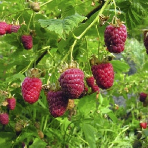 100 Wild Raspberry Seeds red garden fruit Reproducible Farmer Seeds untreated image 2
