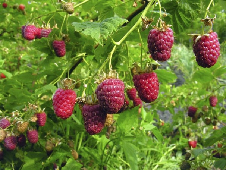 100 Wild Raspberry Seeds red garden fruit Reproducible Farmer Seeds untreated image 2