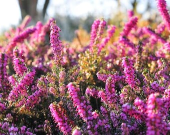 100 Heather Seeds - massive flowers honey plant garden - Reproducible seeds - untreated