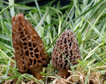 Conical Morel Mycelium - Mushroom grow kit - Grow Mushroom Spores