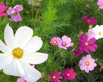 100 Graines de Cosmos Blanc Rose et Rouge - fleurs - Semences Paysannes reproductibles - non traitées