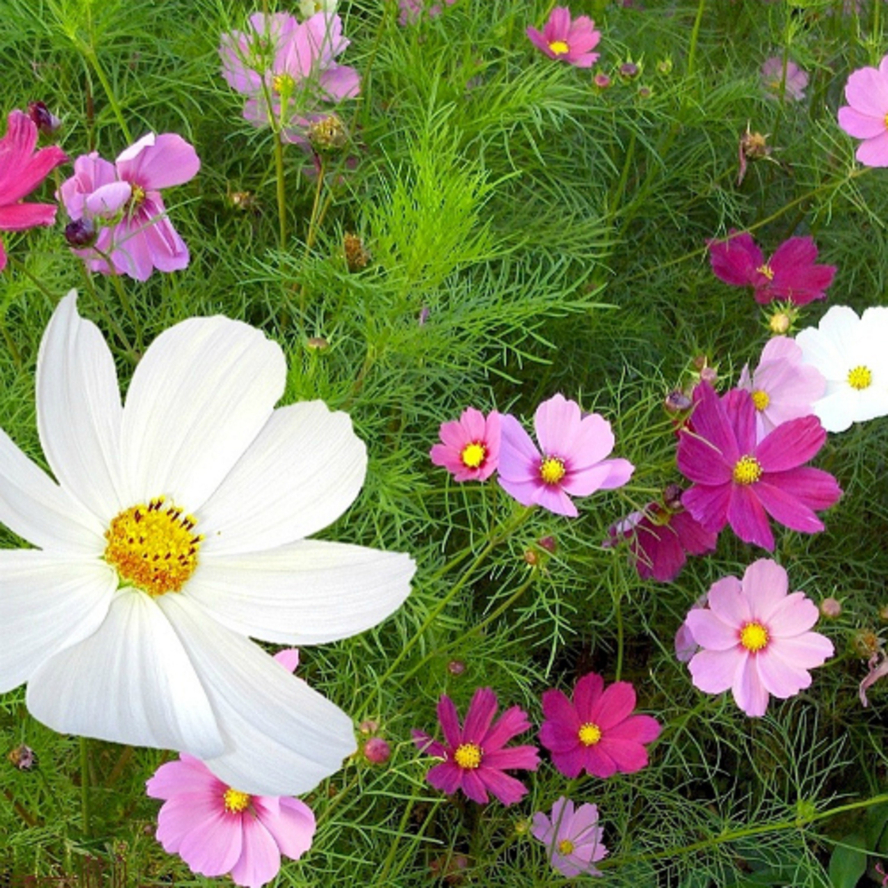 100 Graines de Cosmos Blanc Rose et Rouge - Fleurs Semences Paysannes Organic Seeds