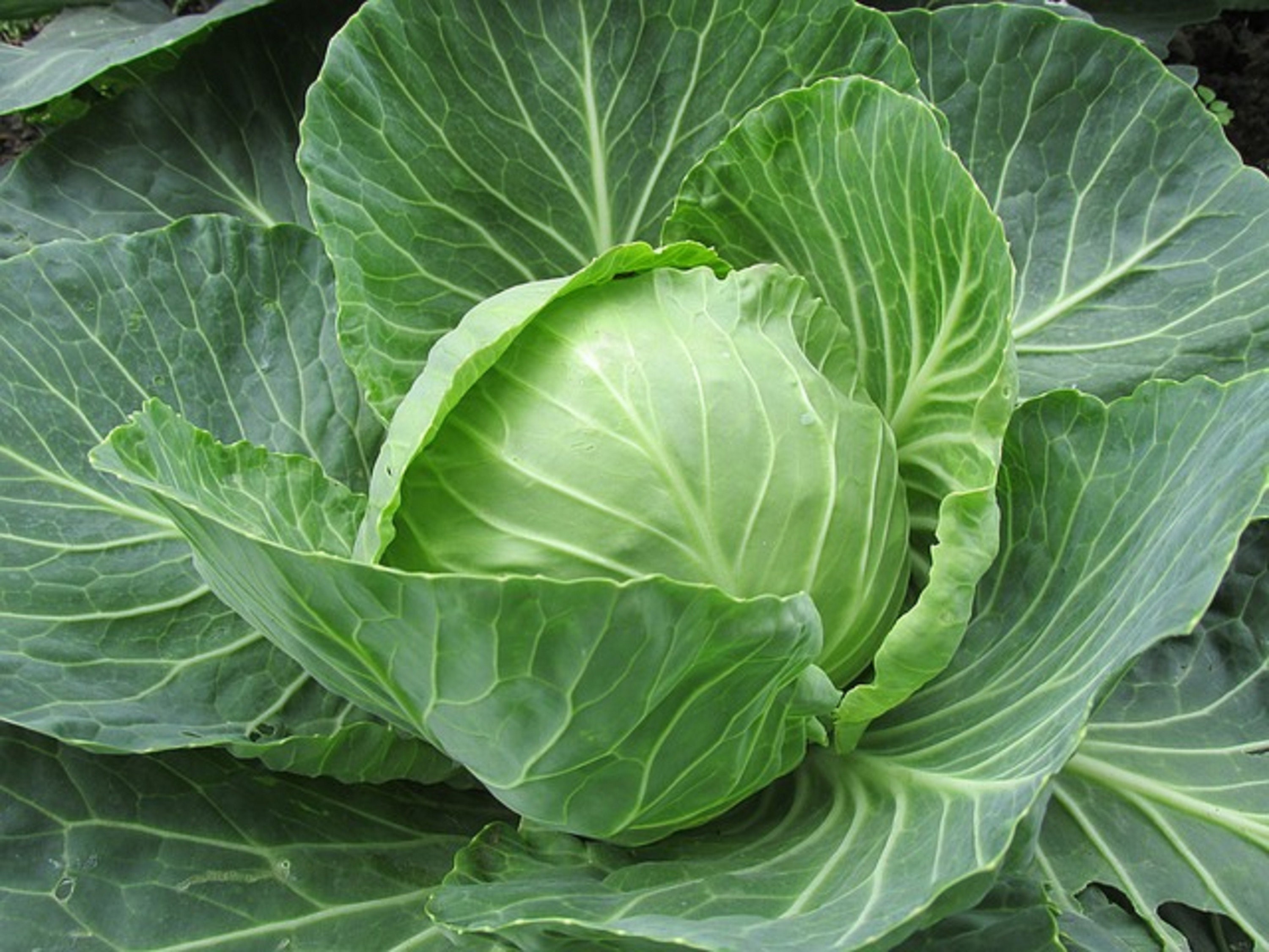 300 Graines de Chou Cabus - légumes ancien jardin potager - semences  paysannes