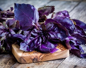 150 Graines de Basilic Pourpre - plante aromatique - jardin potager - Semences Paysannes reproductibles - non traitées