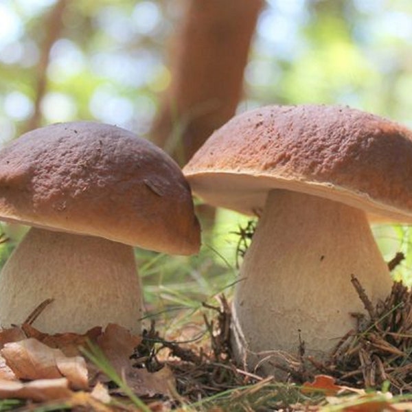 Mycélium de Cèpes de Bordeaux - Kit de culture champignons - Grow Mushroom Spores