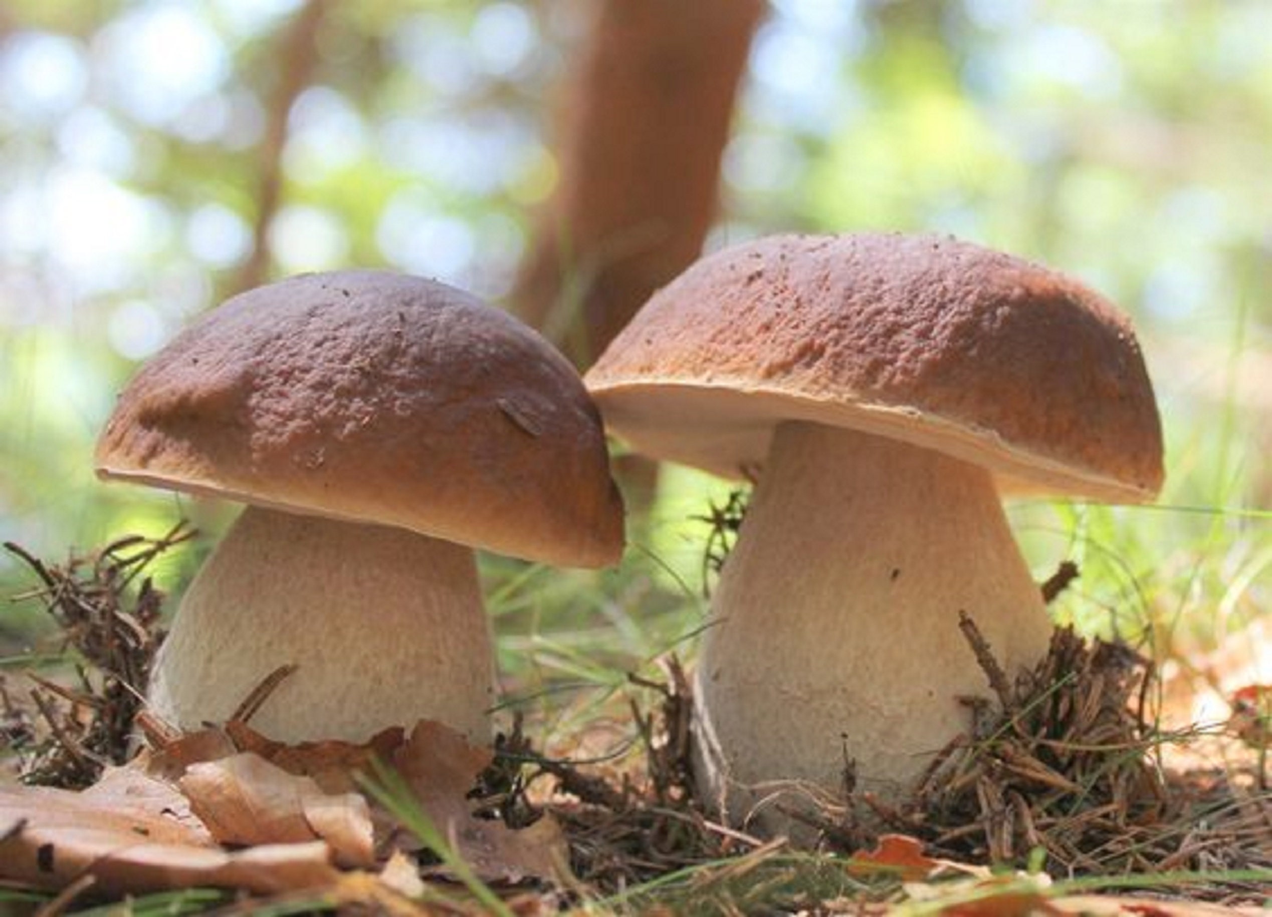 Kit de culture de champignons Yeti - Les meilleurs champignons de Pevgrow