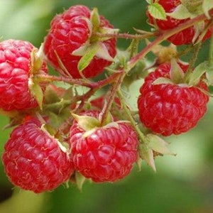 100 Wild Raspberry Seeds red garden fruit Reproducible Farmer Seeds untreated image 1