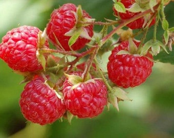 100 Graines de Framboise Sauvage - fruit rouge jardin - Semences Paysannes reproductibles - non traitées