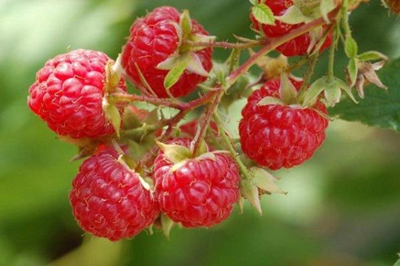 100 Wild Raspberry Seeds red garden fruit Reproducible Farmer Seeds untreated image 1