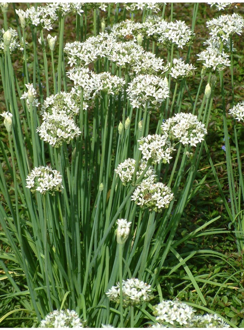 Лук душистый (Allium tuberosum), китайский резанец, лук туберозный