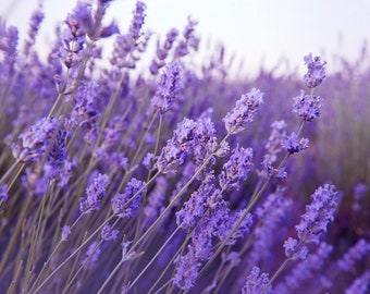 100 Graines de Lavande - fleurs plante jardin potager - Semences Paysannes reproductibles - non traitées