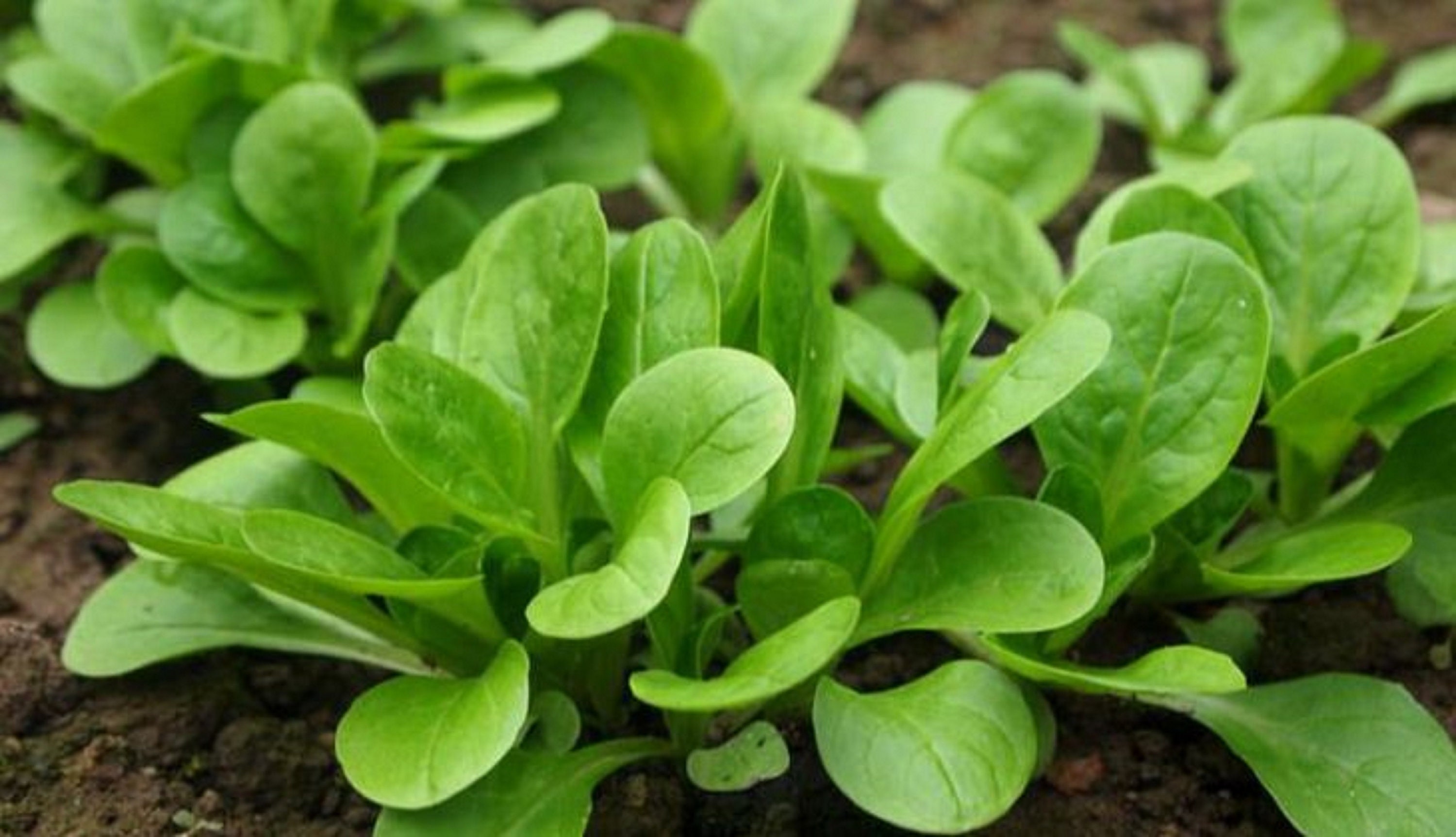 150 Graines de Mâche à Grosse Graines - Légumes Salade Potager Semences Paysannes Organic Seeds