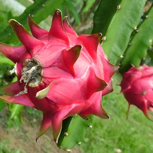 60 Graines de Fruit du Dragon Pitaya hylocereus costaricensis cactus jardin méthode BIO image 2