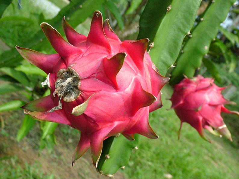 60 Graines de Fruit du Dragon Pitaya hylocereus costaricensis cactus jardin méthode BIO image 2