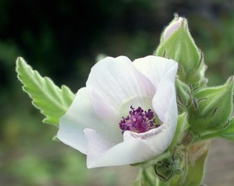 150 Graines de Guimauve Officinale - fleurs plante médicinale - Semences Paysannes reproductibles - non traitées