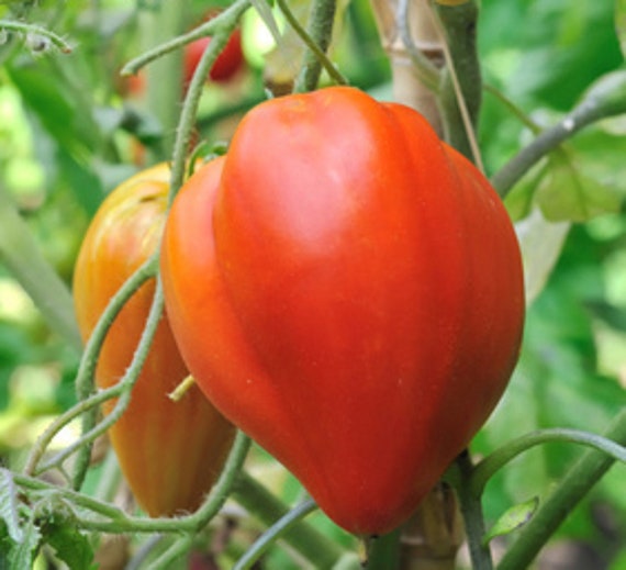 25 Graines de Tomate Black Cherry Méthode BIO seeds plantes légumes ancien rare