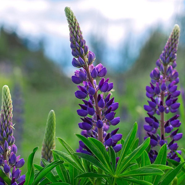 50 Graines de Lupin Nain de Russel - fleurs - Semences Paysannes reproductibles - non traitées