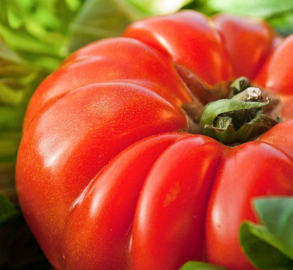 25 graines de Piment Oiseau Méthode BIO seeds plantes légumes jardin potager