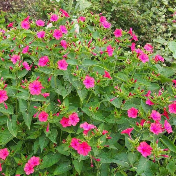 30 Graines de Belle de Nuit fleurs plante vivace jardin - Etsy France