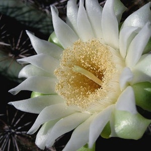 60 Graines de Fruit du Dragon Pitaya hylocereus costaricensis cactus jardin méthode BIO image 3