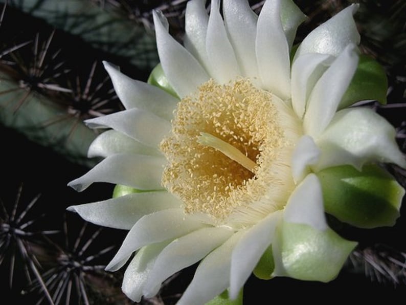 60 Graines de Fruit du Dragon Pitaya hylocereus costaricensis cactus jardin méthode BIO image 3