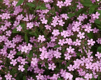 150 Graines de Saponaire de Montpellier - fleurs vivace - Semences Paysannes reproductibles - non traitées