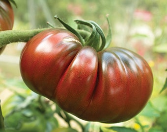 35 Graines de Tomate Noire De Crimée (origine Française) - légume ancien jardin potager - Semences Paysannes reproductibles - non traitées