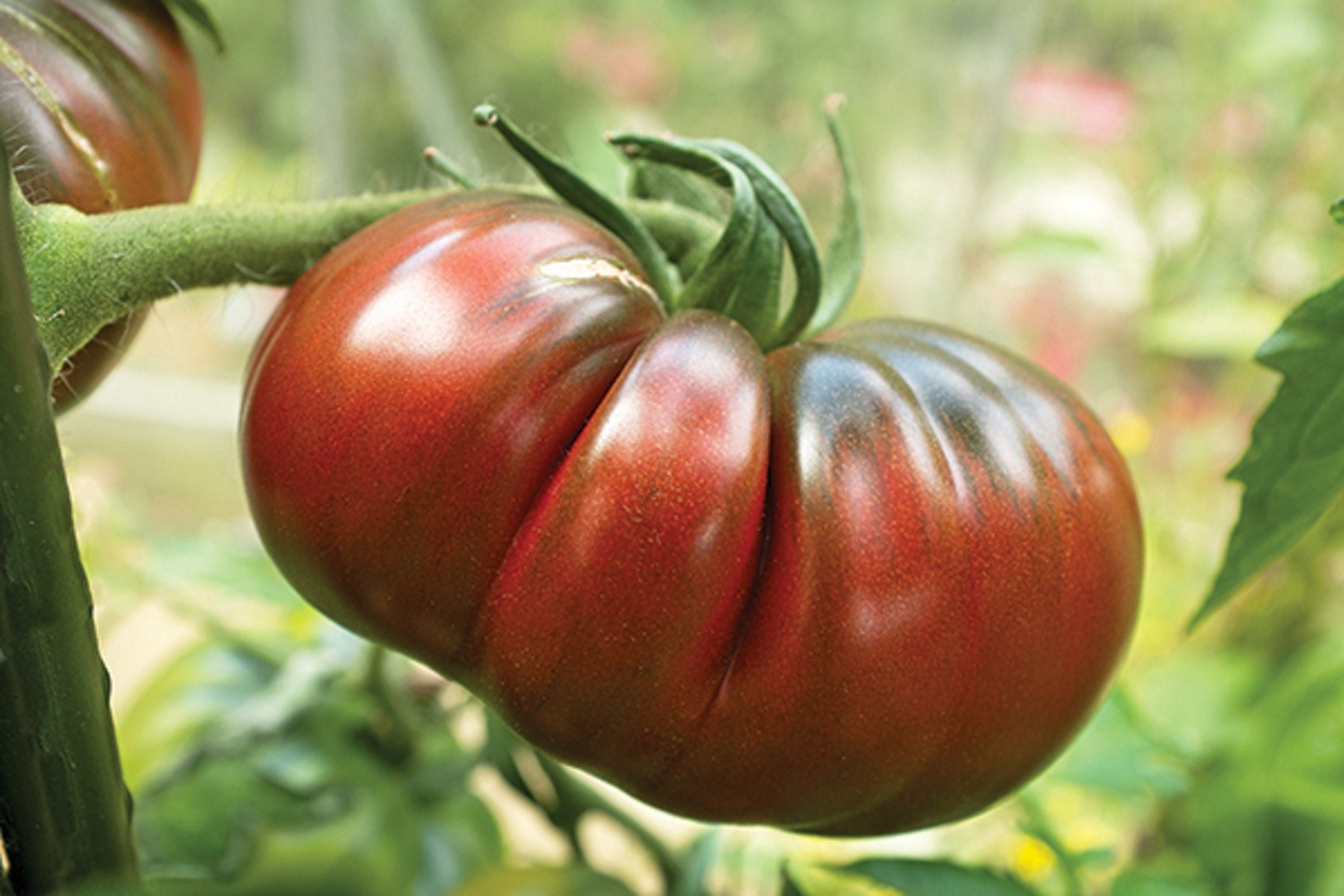 35 Graines de Tomate Noire de Crimée | Origine Française - Légume Ancien Jardin Potager Semences Pay