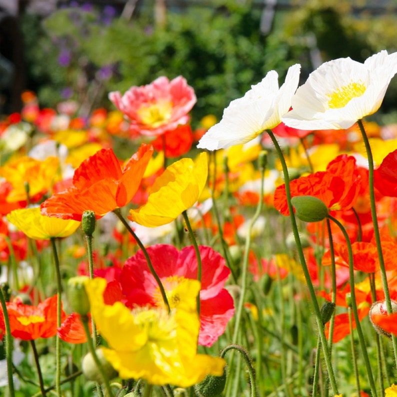 500 Graines de Pavot d'Islande fleurs semences paysannes non traitées image 1