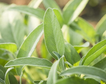 40 Graines de Sauge Officinale - plante aromatique - jardin potager - Semences Paysannes reproductibles - non traitées