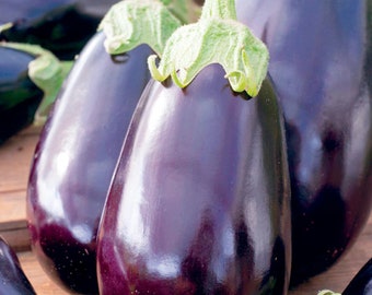 60 Graines d'Aubergine Black Beauty - légume jardin potager - - Semences Paysannes reproductibles - non traitées