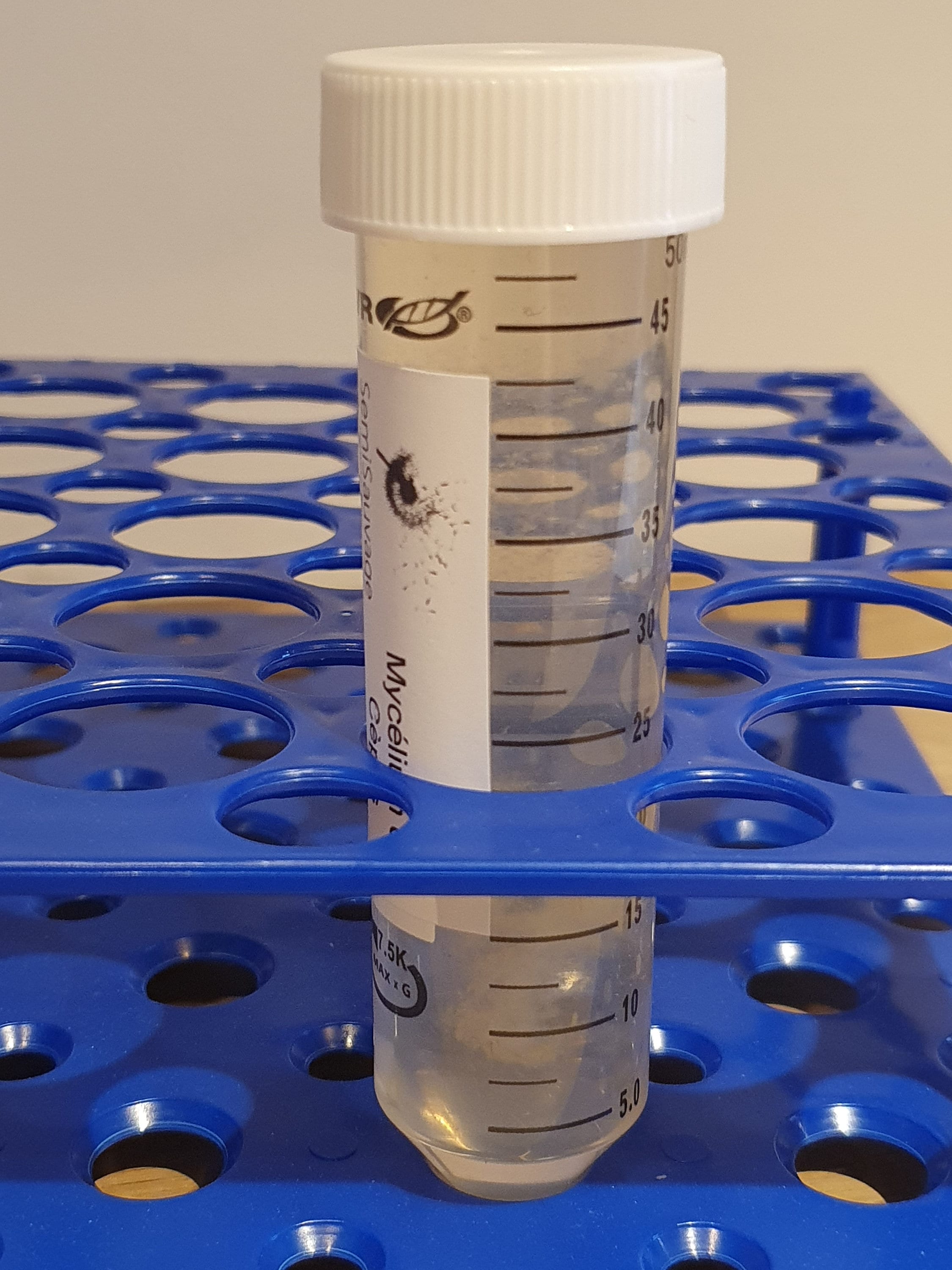 Mycelium of Bordeaux Porcini Mushrooms Mushroom Grow Kit Etsy