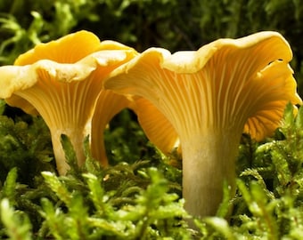 Yellow Chanterelle Mycelium - Mushroom Growing Kit - Grow Mushroom Spores