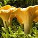 see more listings in the Culture Champignons section