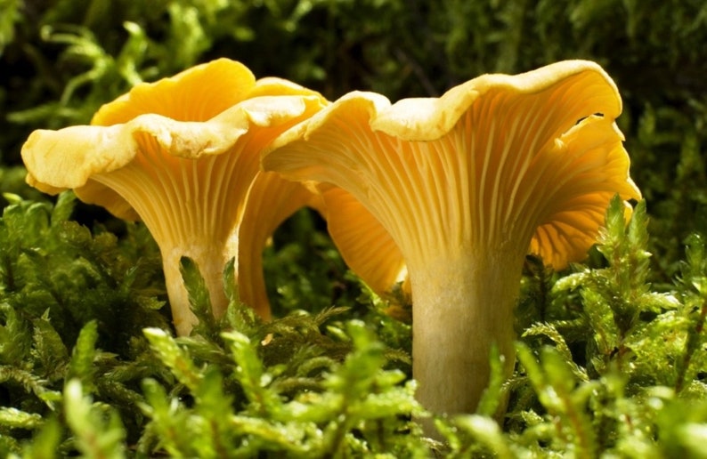 Yellow Girolle Mycelium Mushroom Growing Kit Grow Mushroom Etsy