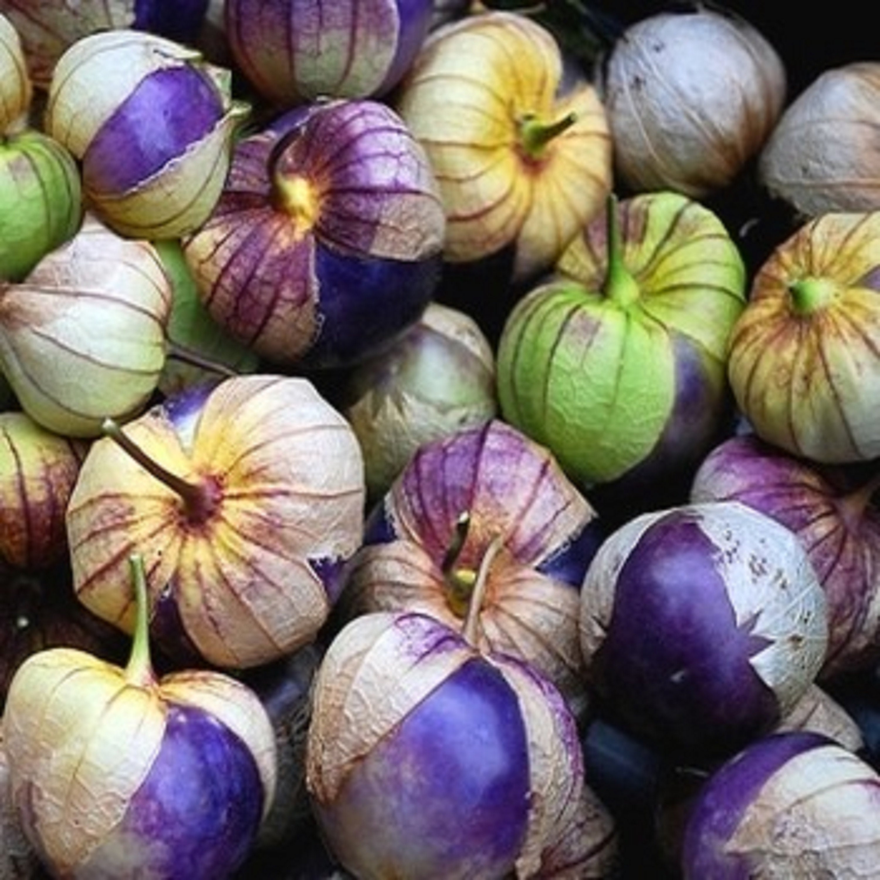 100 Graines de Tomatillo Pourpre- Physalis Tomate Jardin Potager - Semences Paysannes Organic Seeds