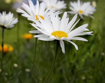 500 Graines de Grande Marguerite - fleurs plante vivace jardin - Semences Paysannes reproductibles - non traitées